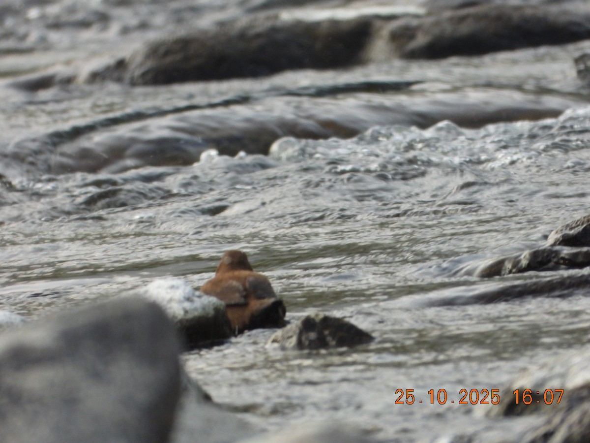 אמודאי אסייתי - ML644140715