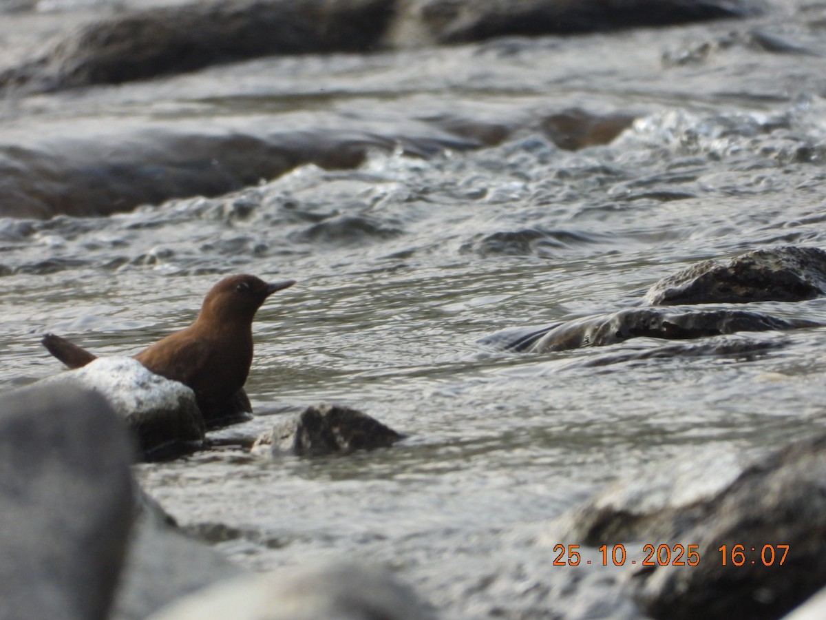 אמודאי אסייתי - ML644140716