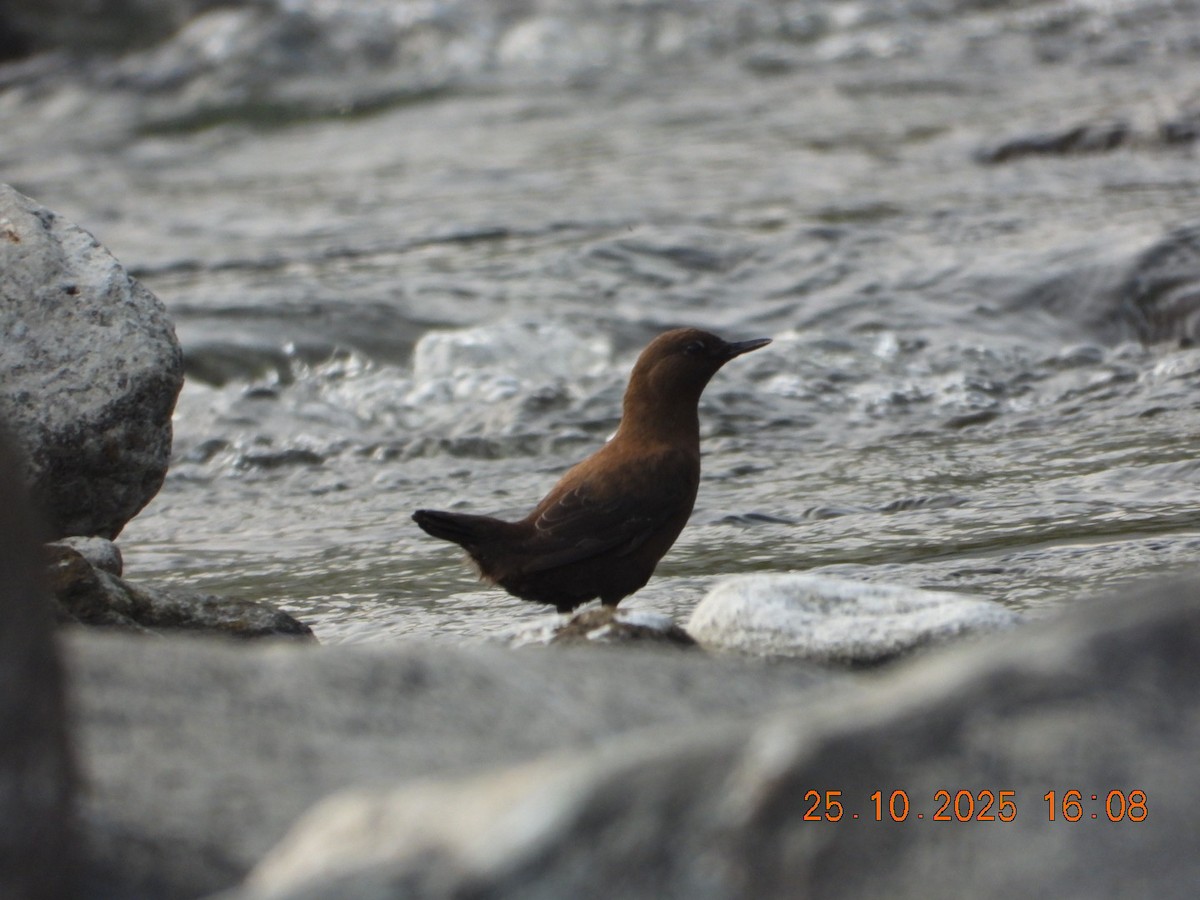אמודאי אסייתי - ML644140717