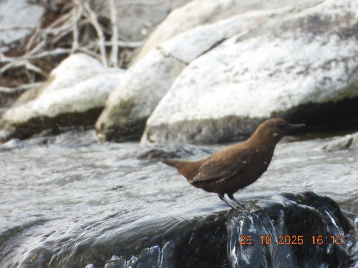 אמודאי אסייתי - ML644140718