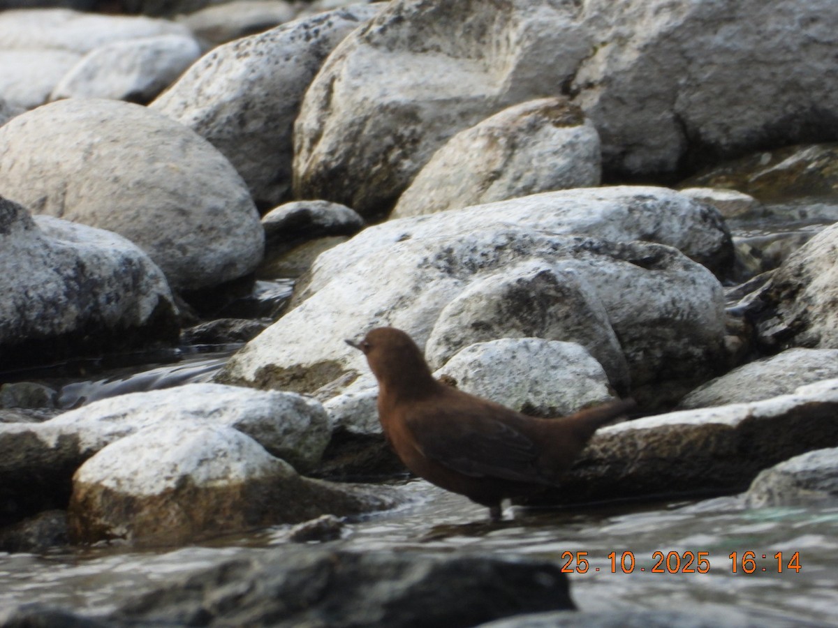 אמודאי אסייתי - ML644140719