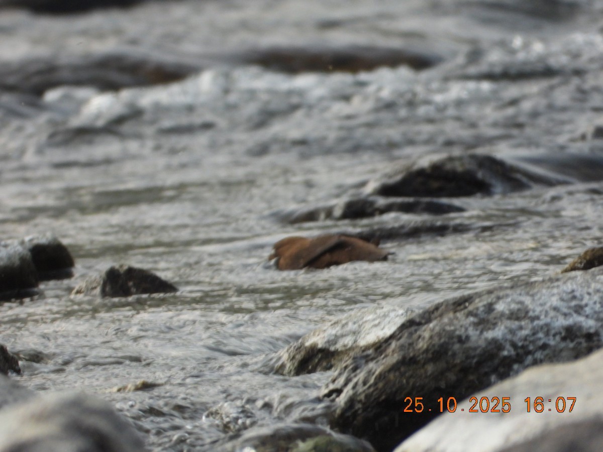 אמודאי אסייתי - ML644140720