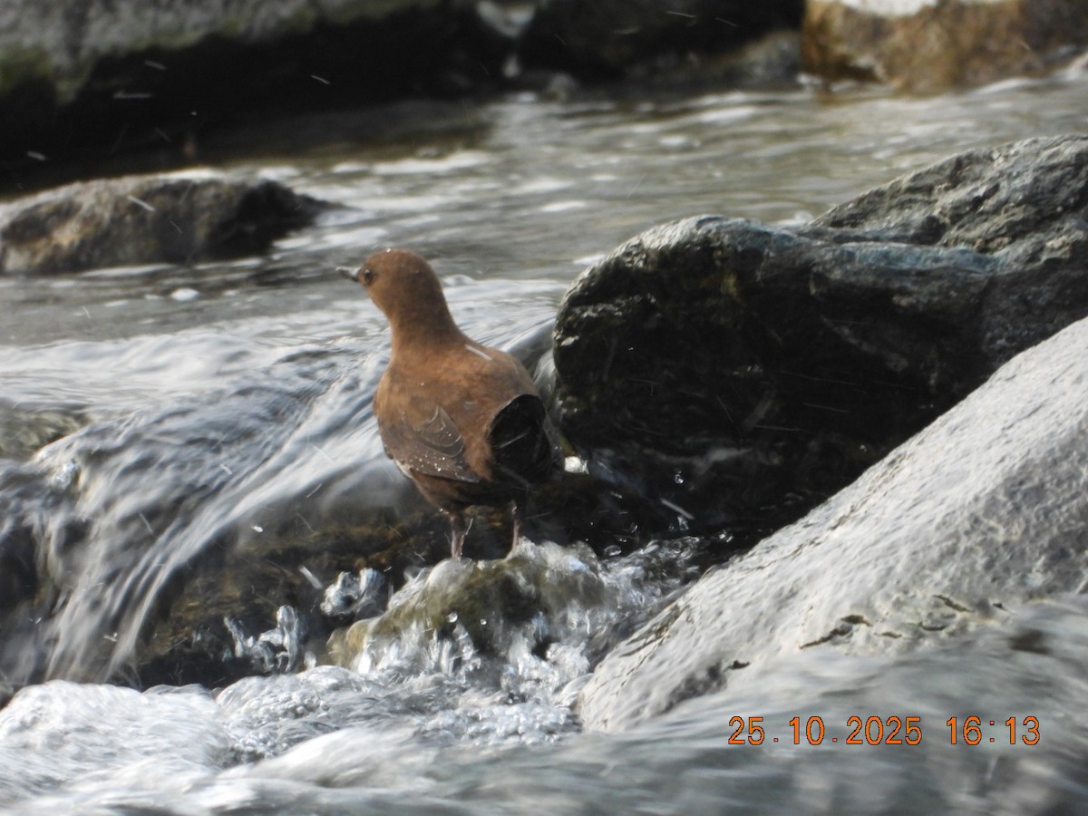 אמודאי אסייתי - ML644140721
