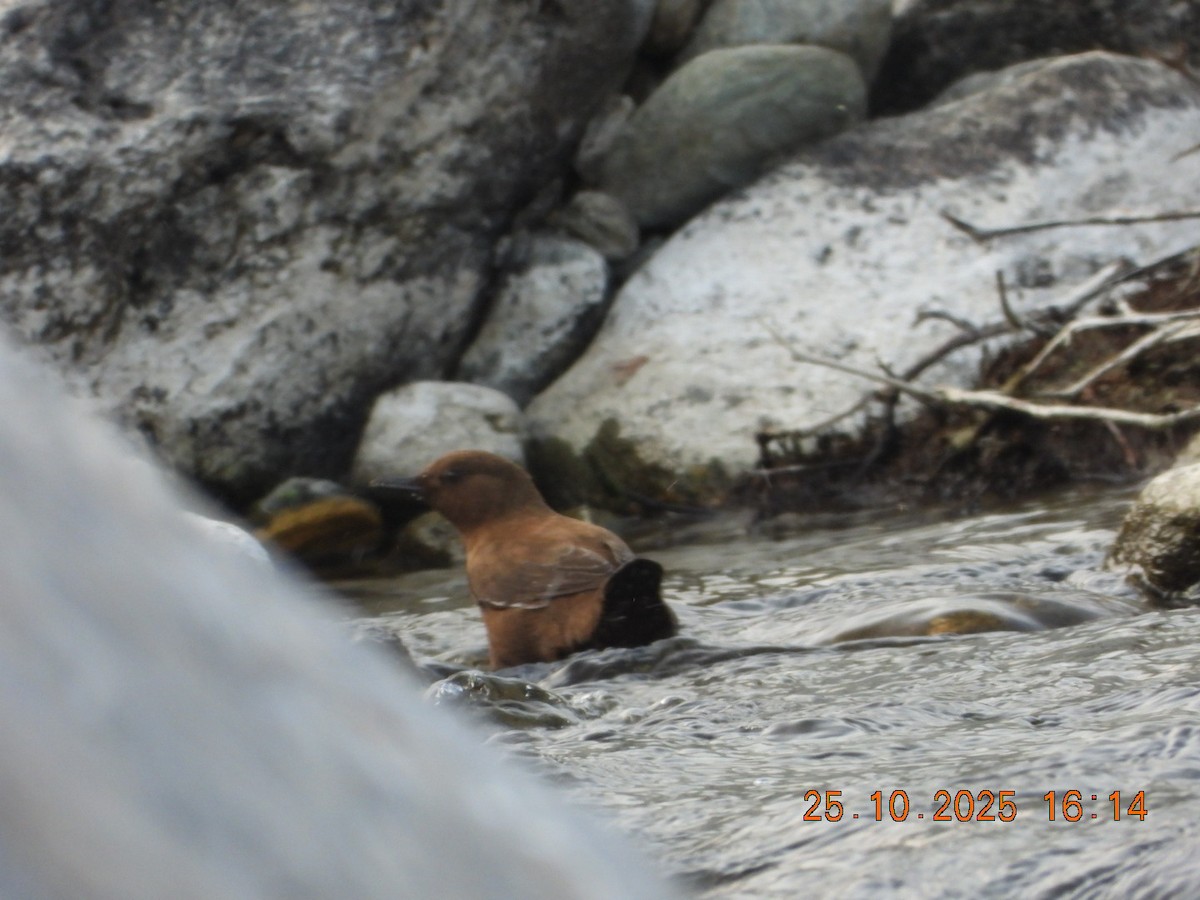 אמודאי אסייתי - ML644140722