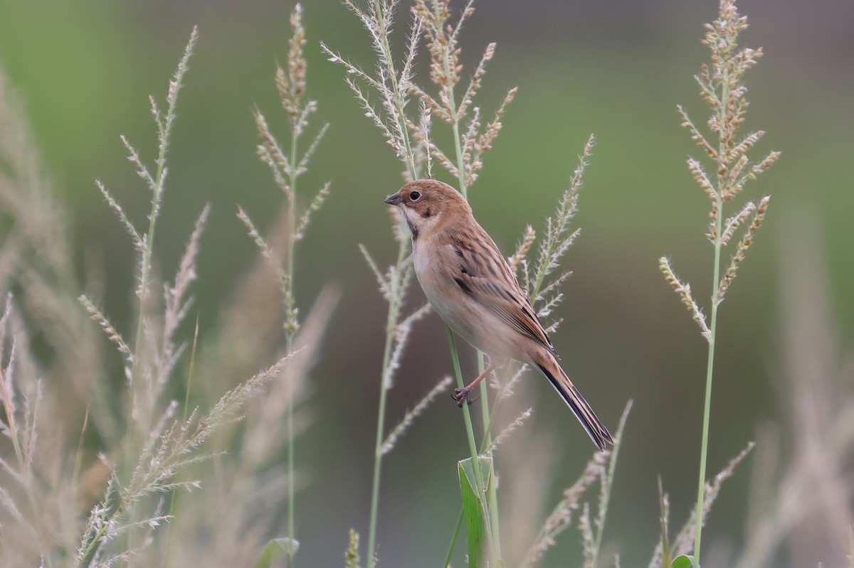 シベリアジュリン - ML644140729