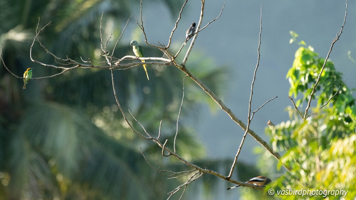 Perruche de Malabar - ML644140731