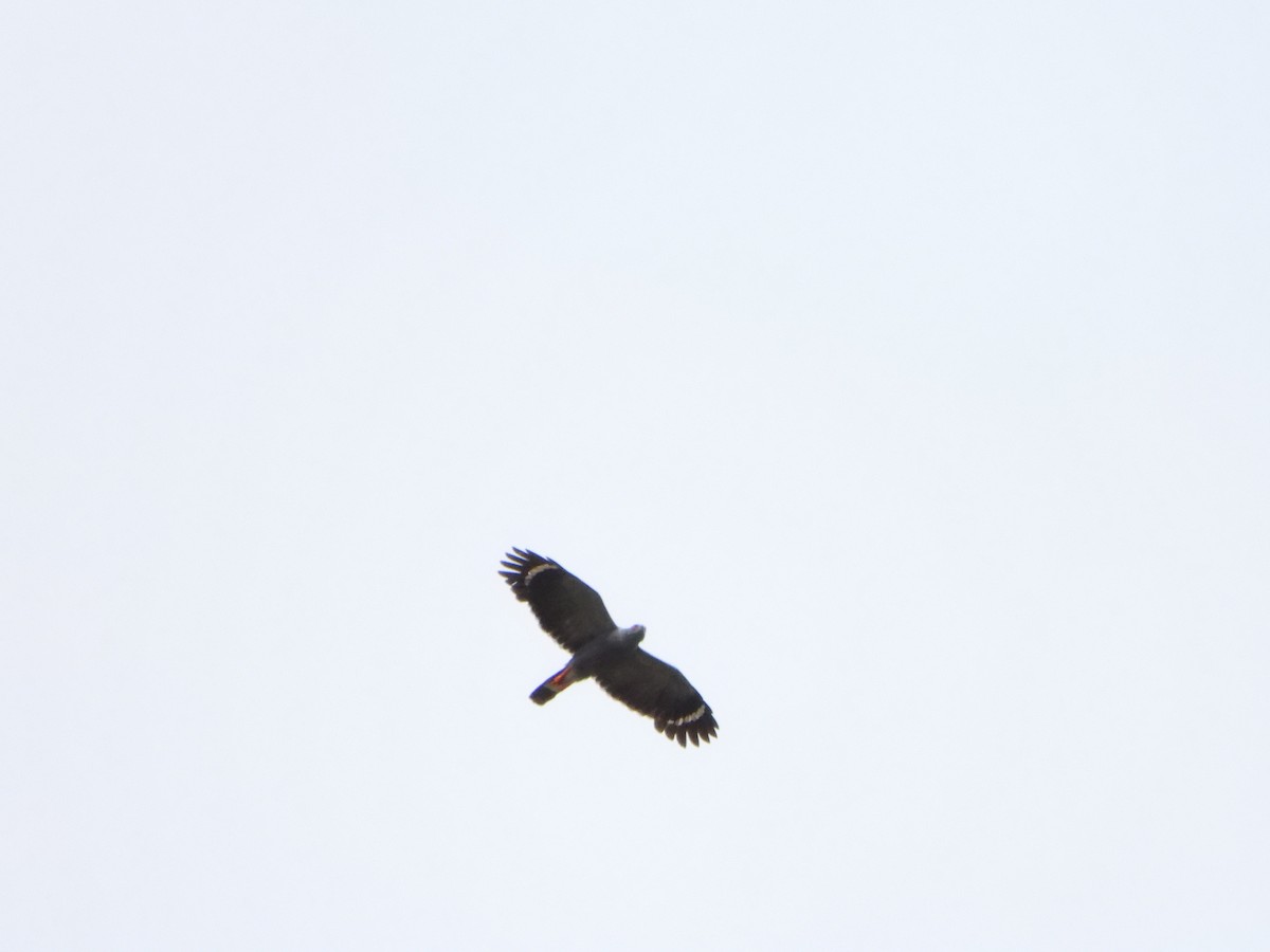 Crane Hawk - ML644140732