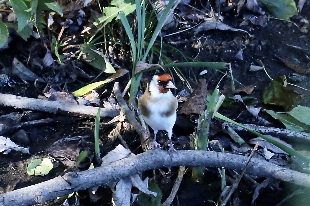 European Goldfinch - ML644140747