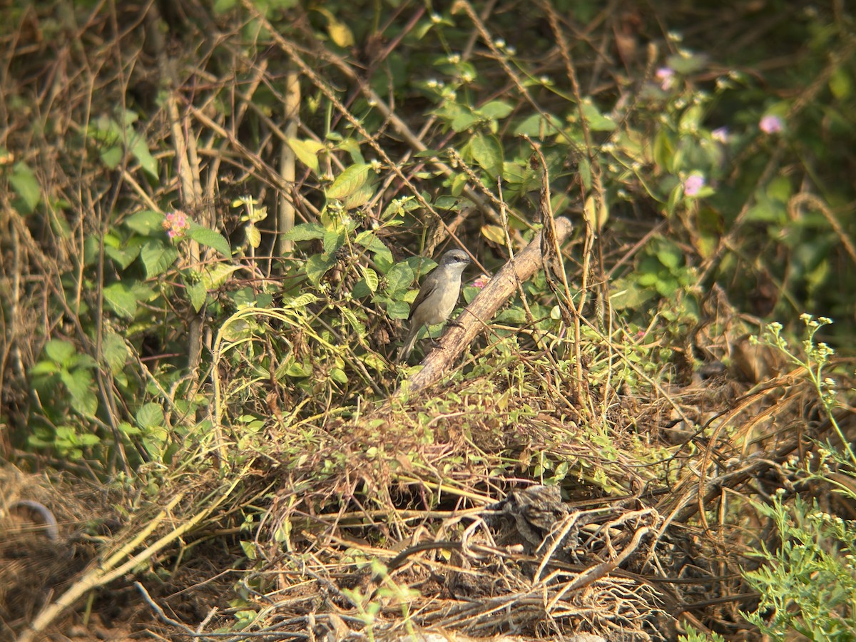 Bigiarella - ML644140756