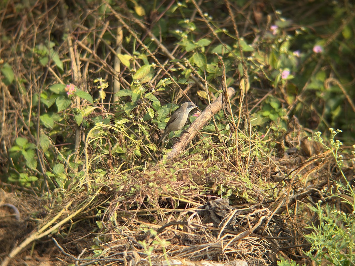 Bigiarella - ML644140757