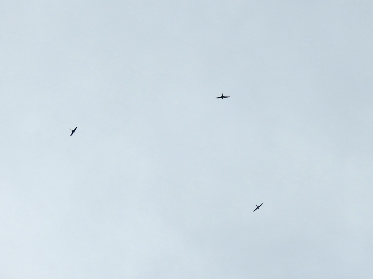 Crested Treeswift - ML644140762