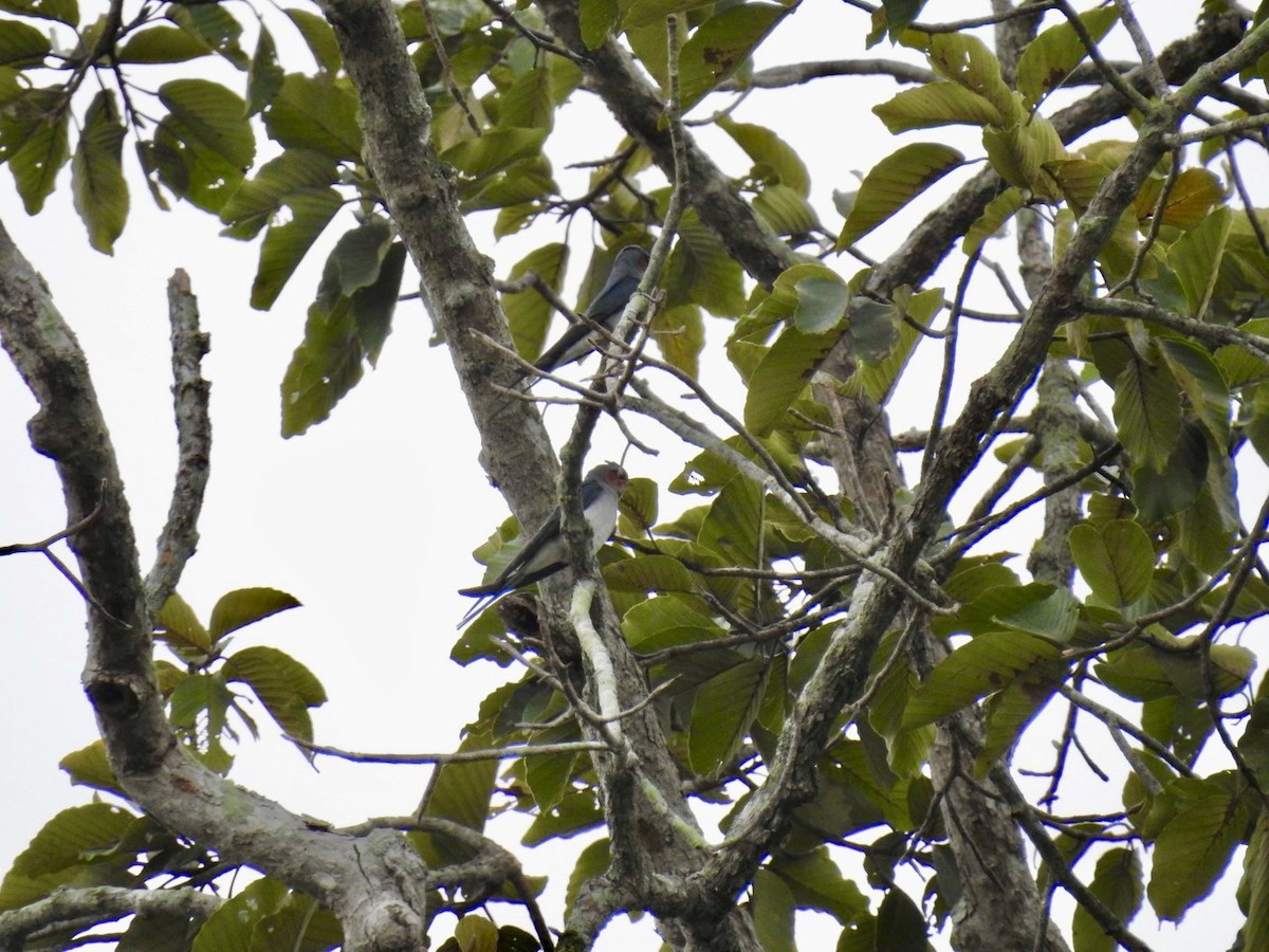 Crested Treeswift - ML644140763