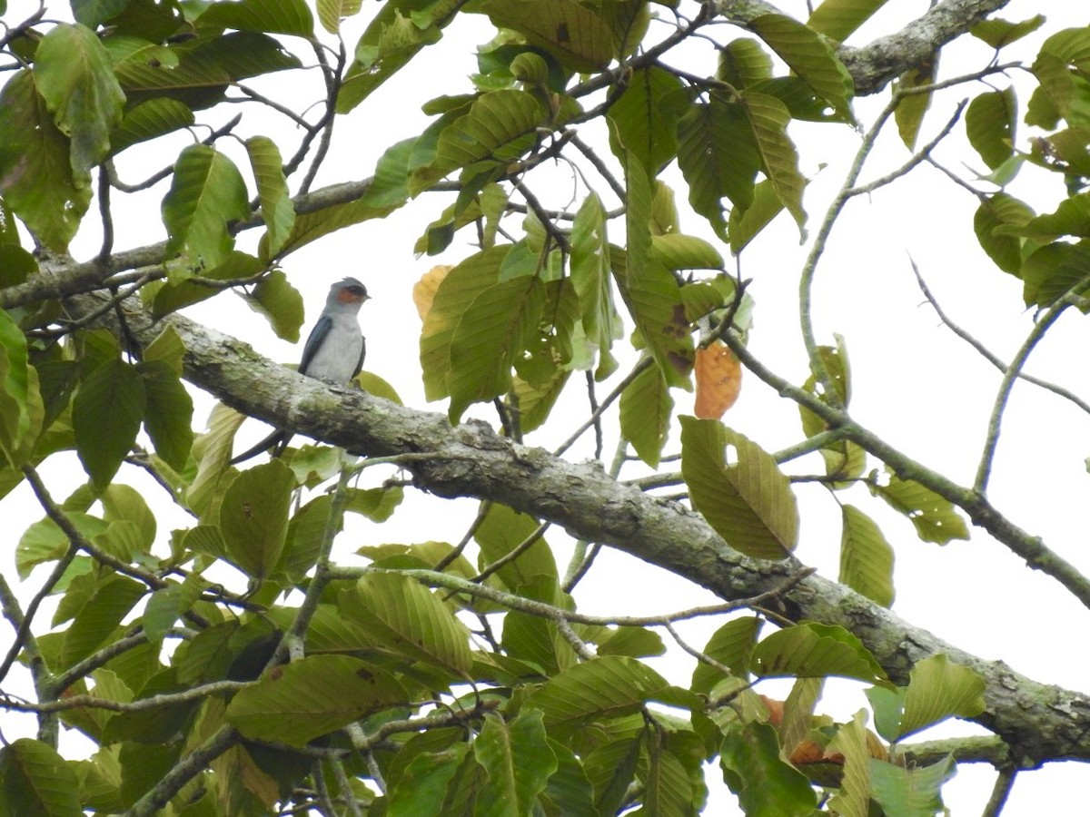 Crested Treeswift - ML644140764