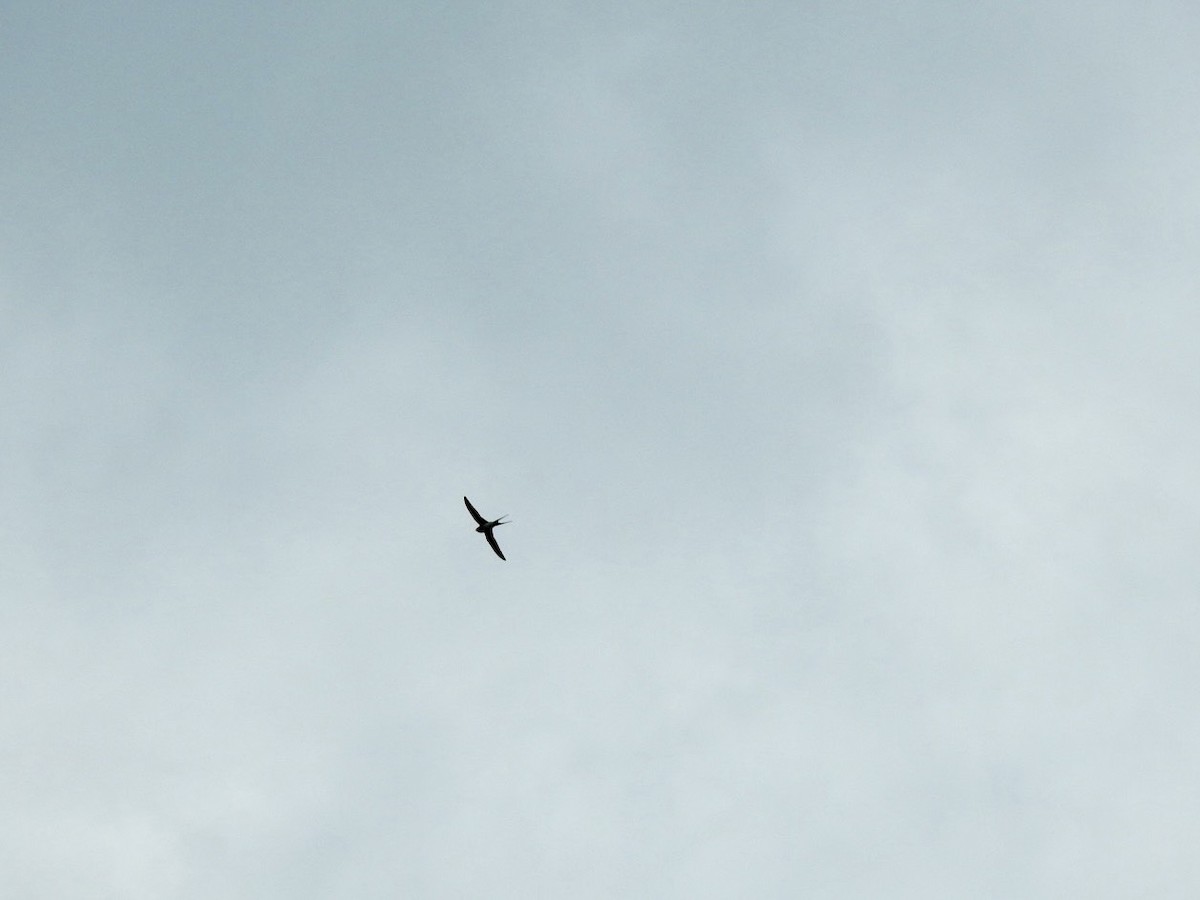 Crested Treeswift - ML644140765