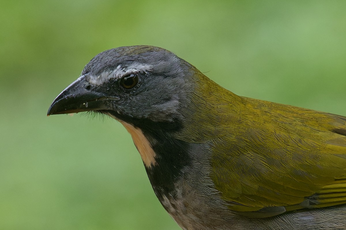 Buff-throated Saltator - ML644140767