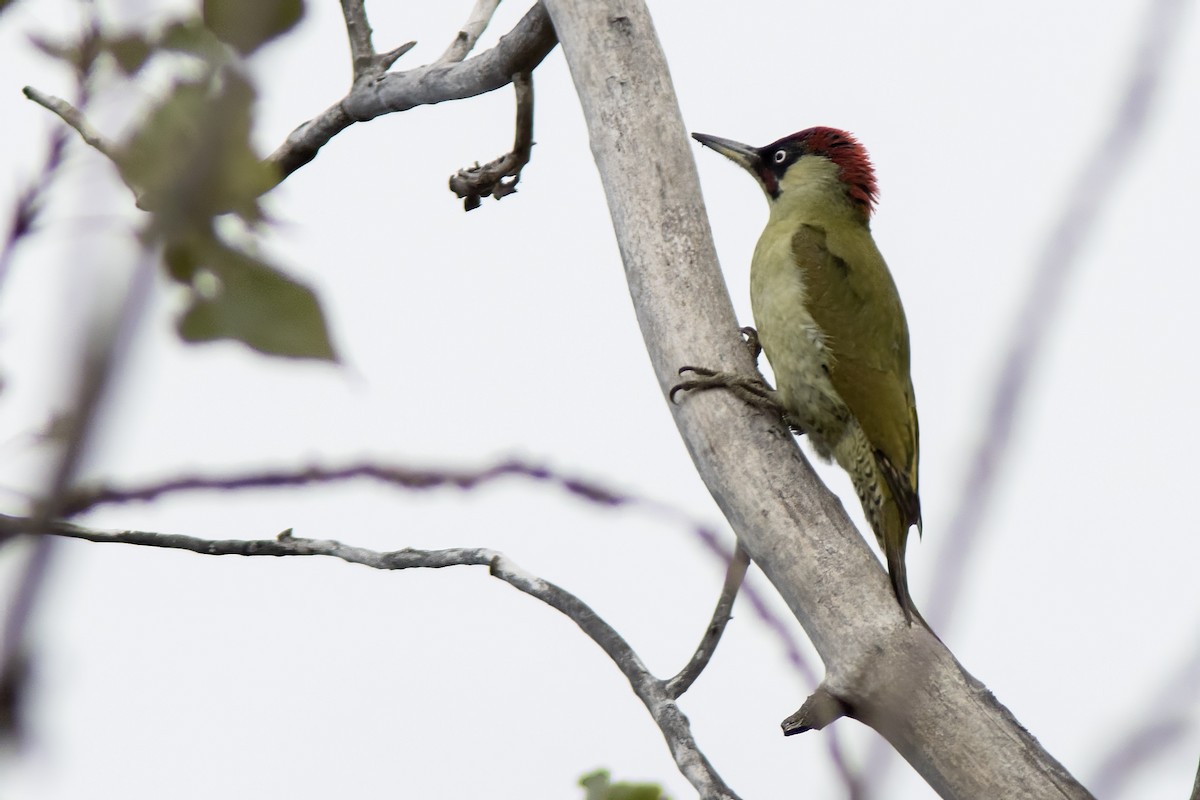Eurasian Green Woodpecker - ML644140772