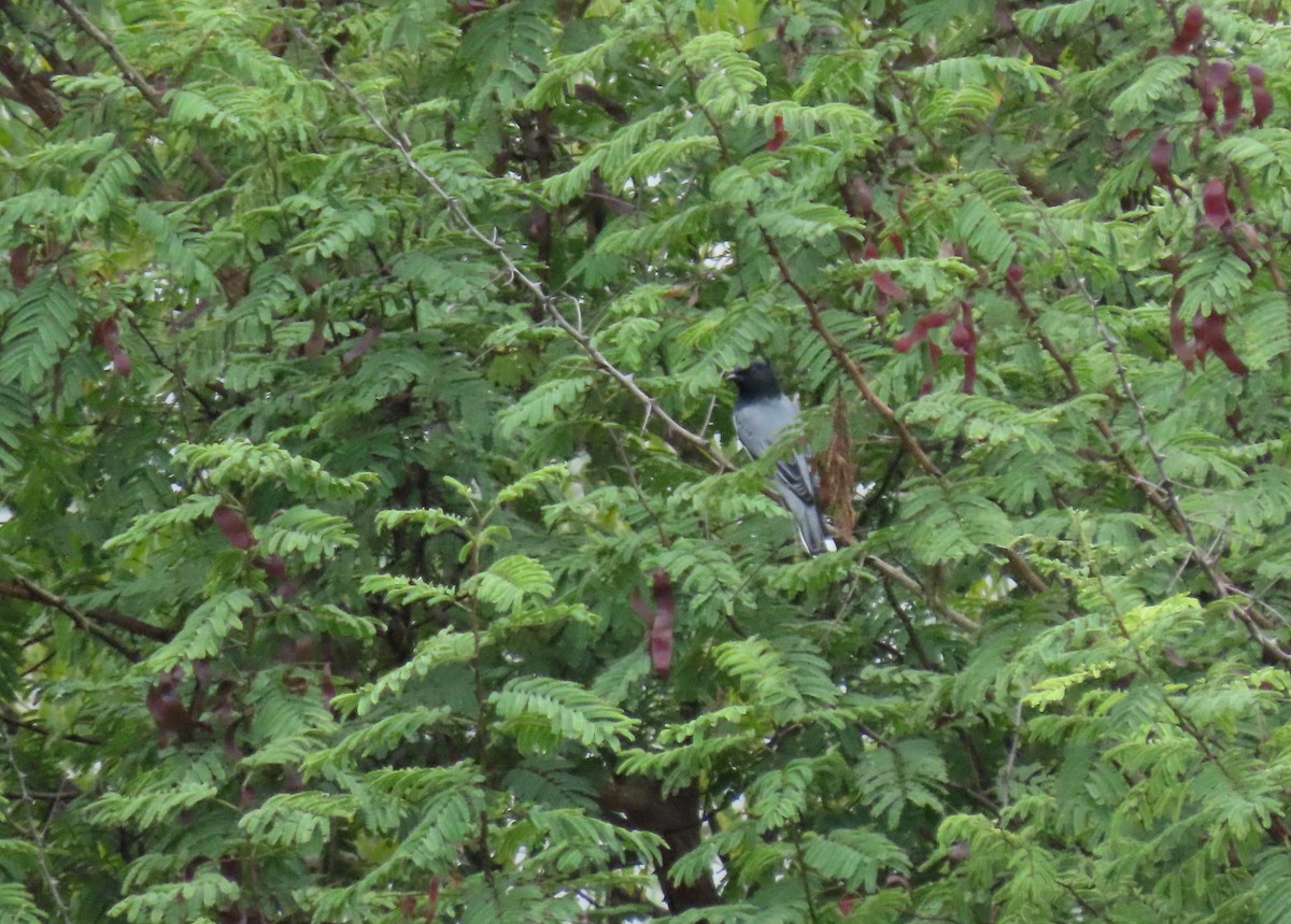 Schwarzkopf-Raupenfänger - ML644140775