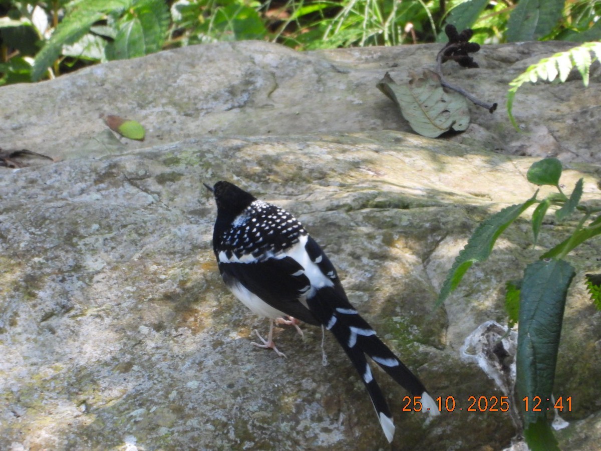 Spotted Forktail - ML644140778