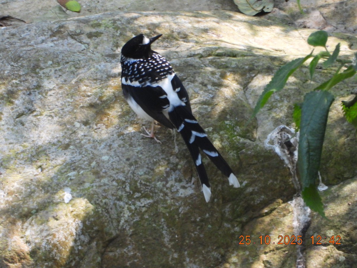 Spotted Forktail - ML644140779