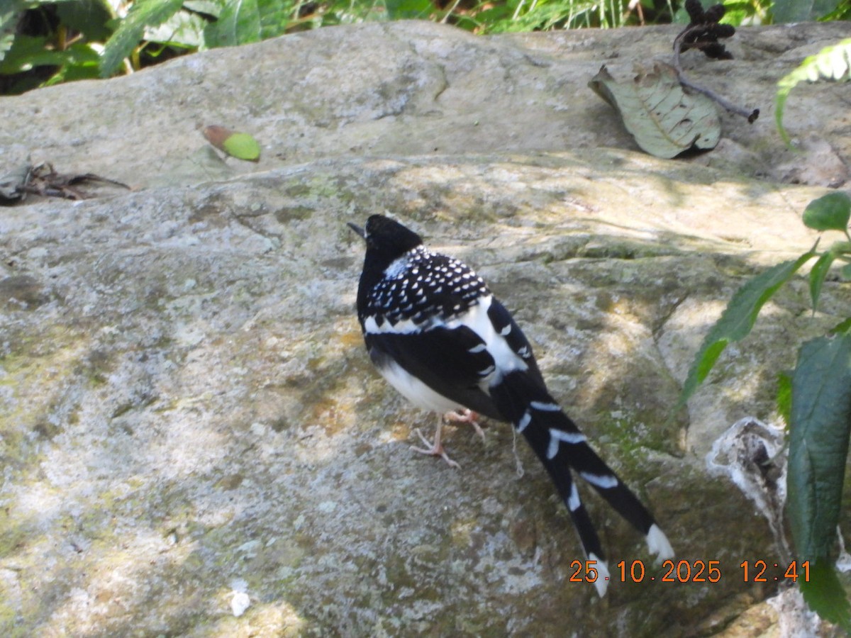Spotted Forktail - ML644140780
