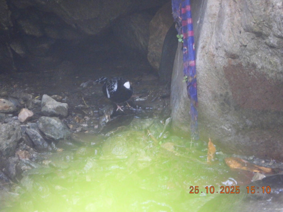 Spotted Forktail - ML644140781