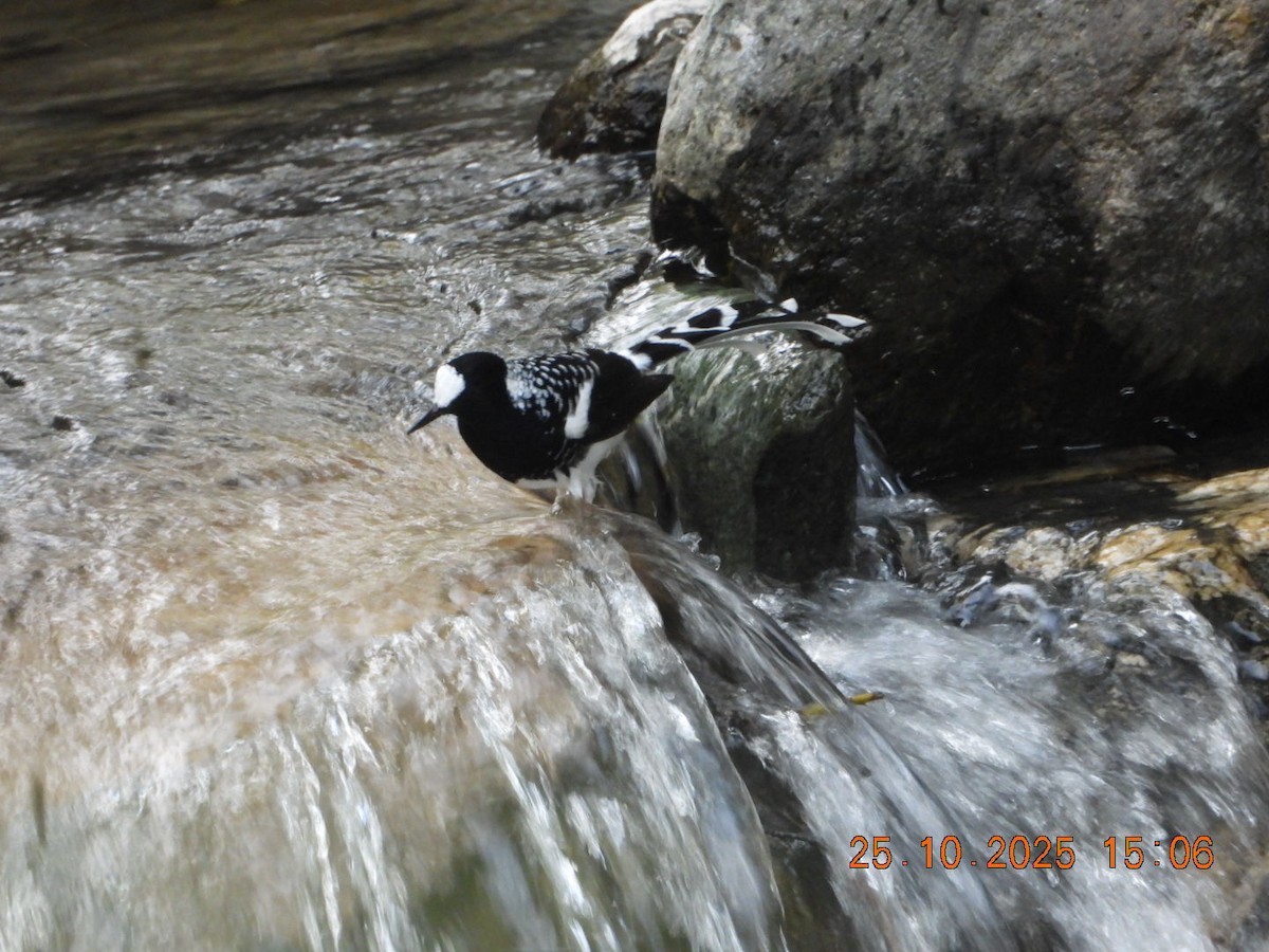 Spotted Forktail - ML644140782