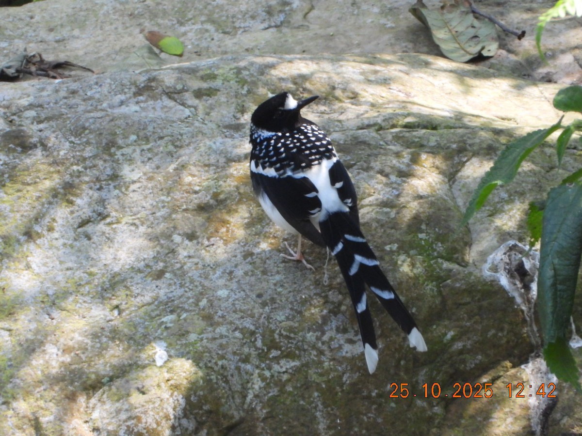 Spotted Forktail - ML644140783
