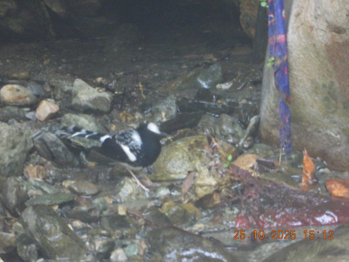 Spotted Forktail - ML644140784