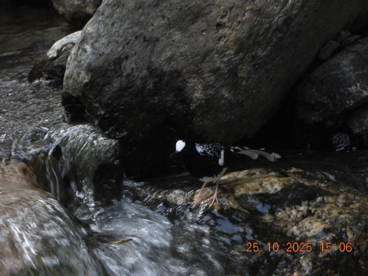 Spotted Forktail - ML644140785