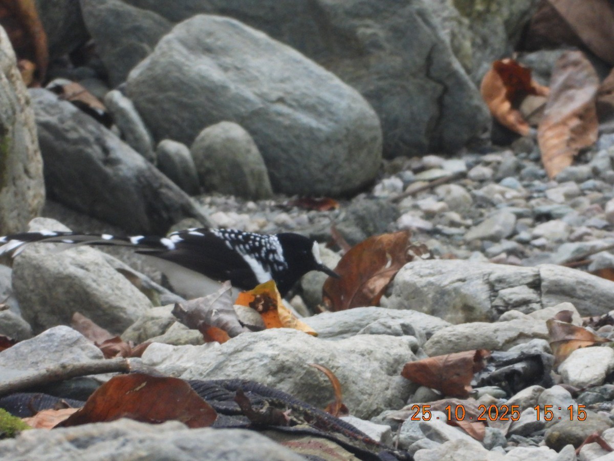 Spotted Forktail - ML644140786