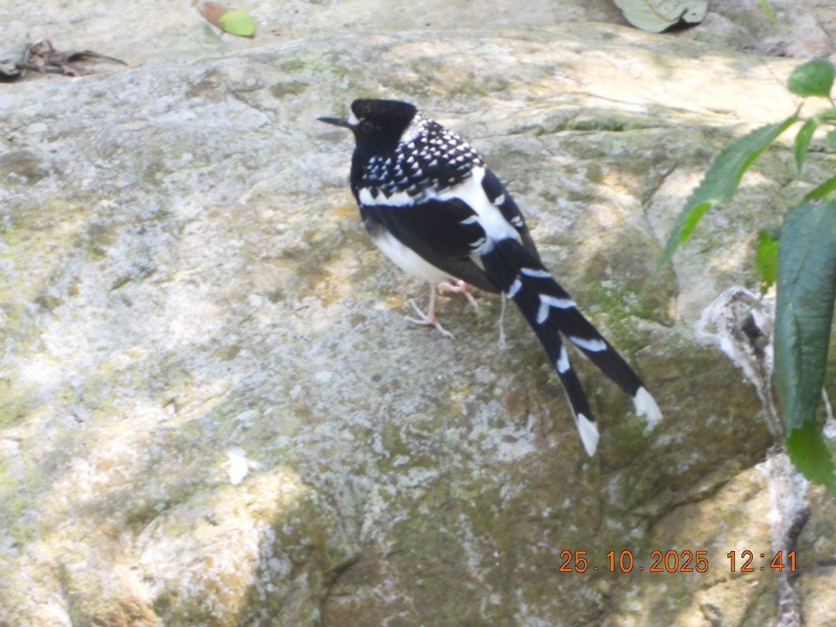 Spotted Forktail - ML644140787