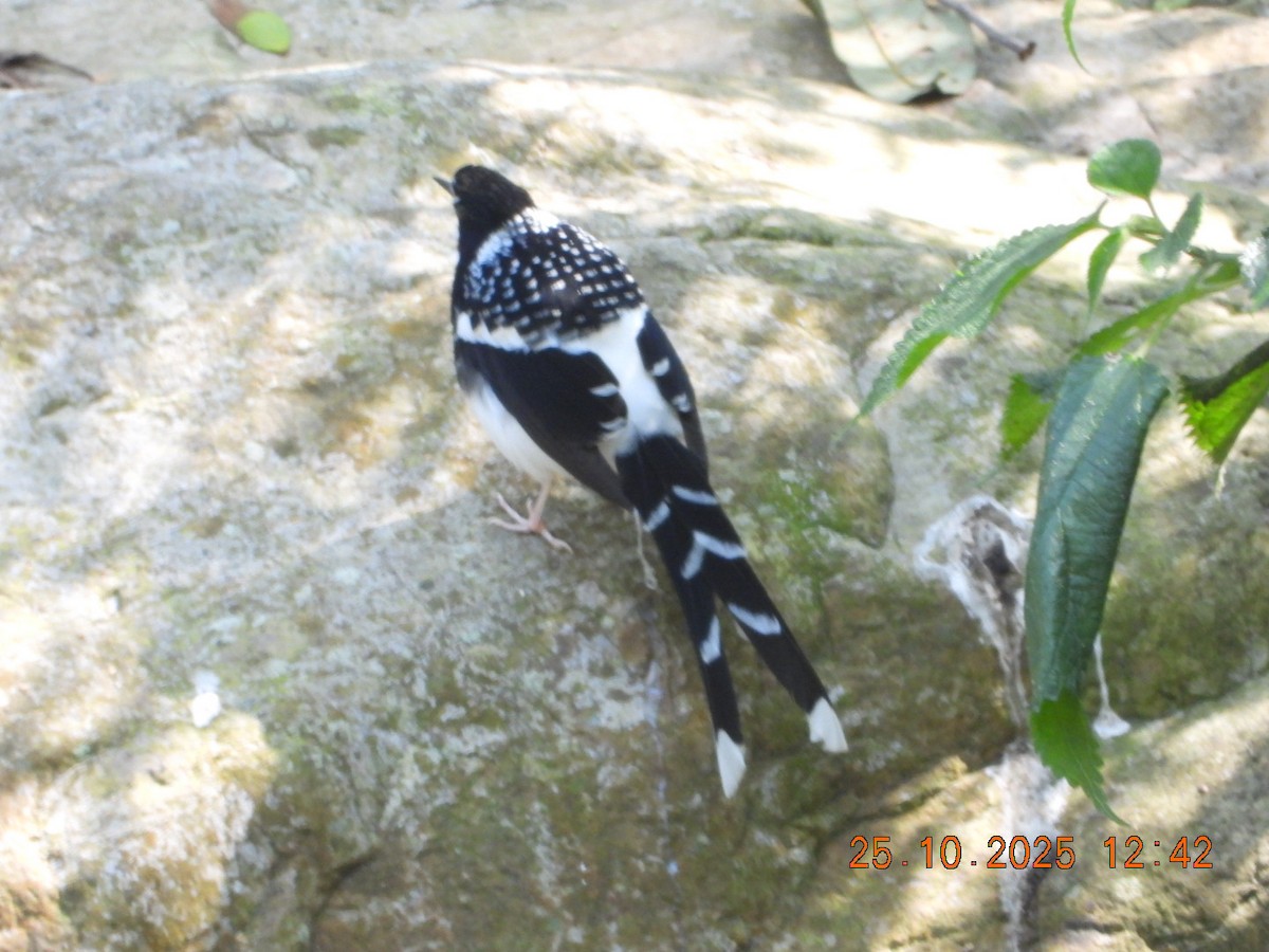 Spotted Forktail - ML644140788