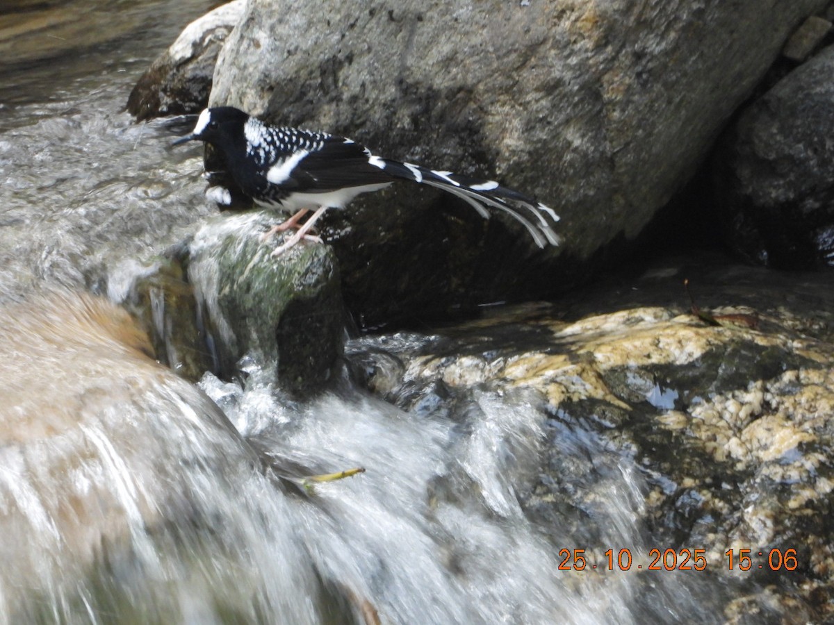 Spotted Forktail - ML644140789