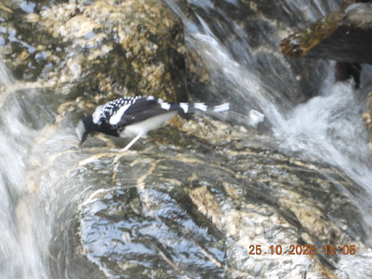 Spotted Forktail - ML644140790