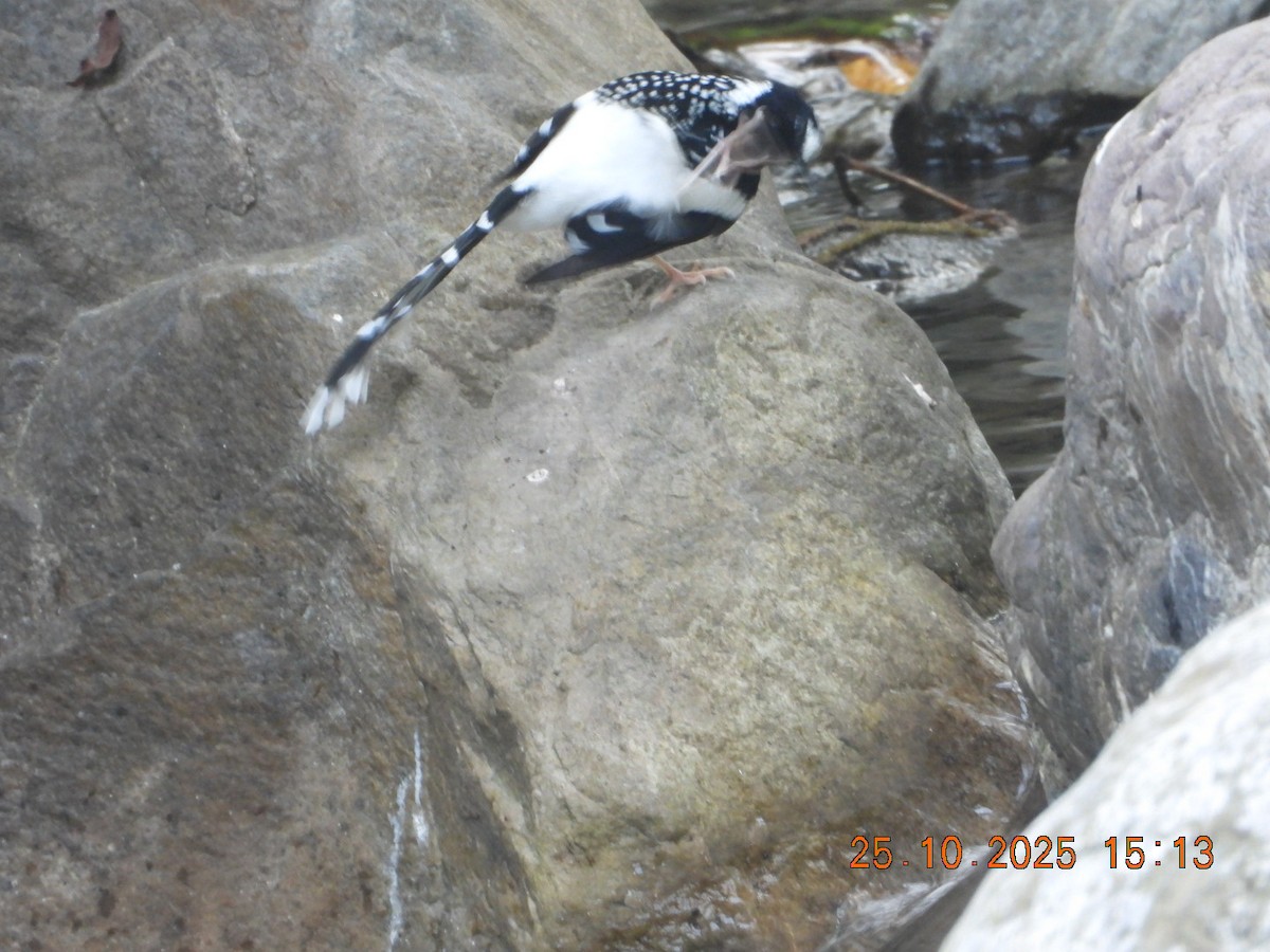 Spotted Forktail - ML644140791