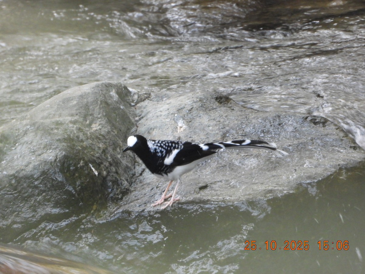 Spotted Forktail - ML644140792