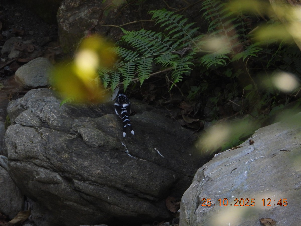 Spotted Forktail - ML644140793