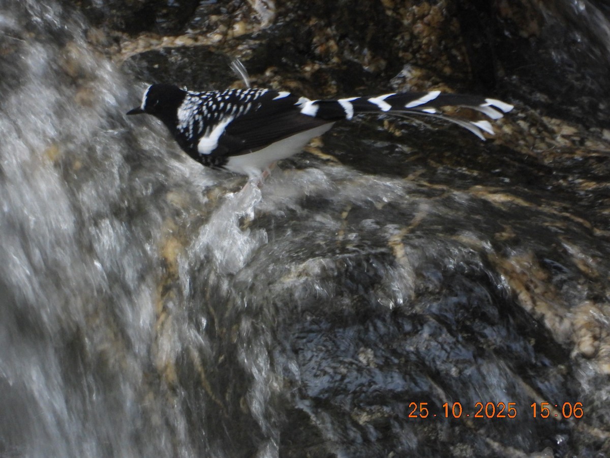 Spotted Forktail - ML644140794