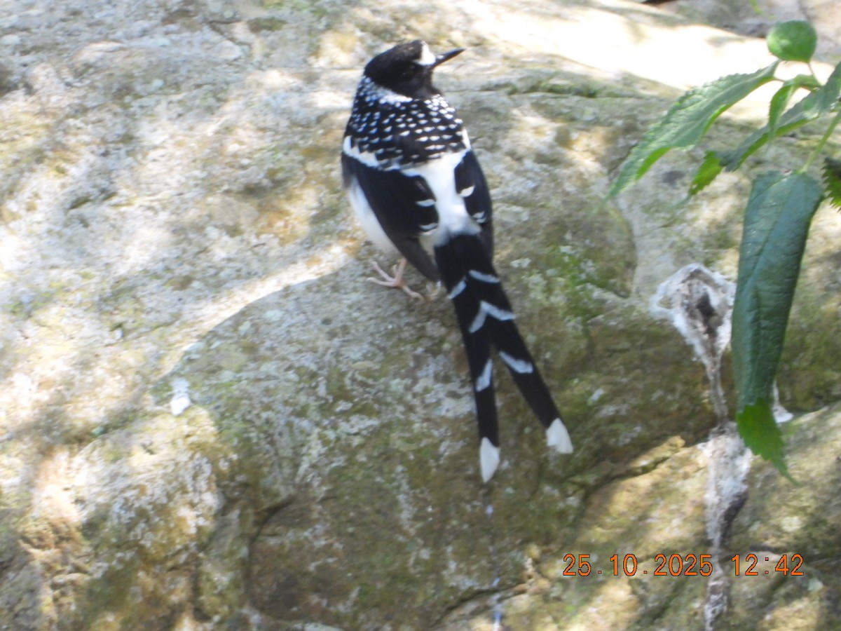 Spotted Forktail - ML644140795