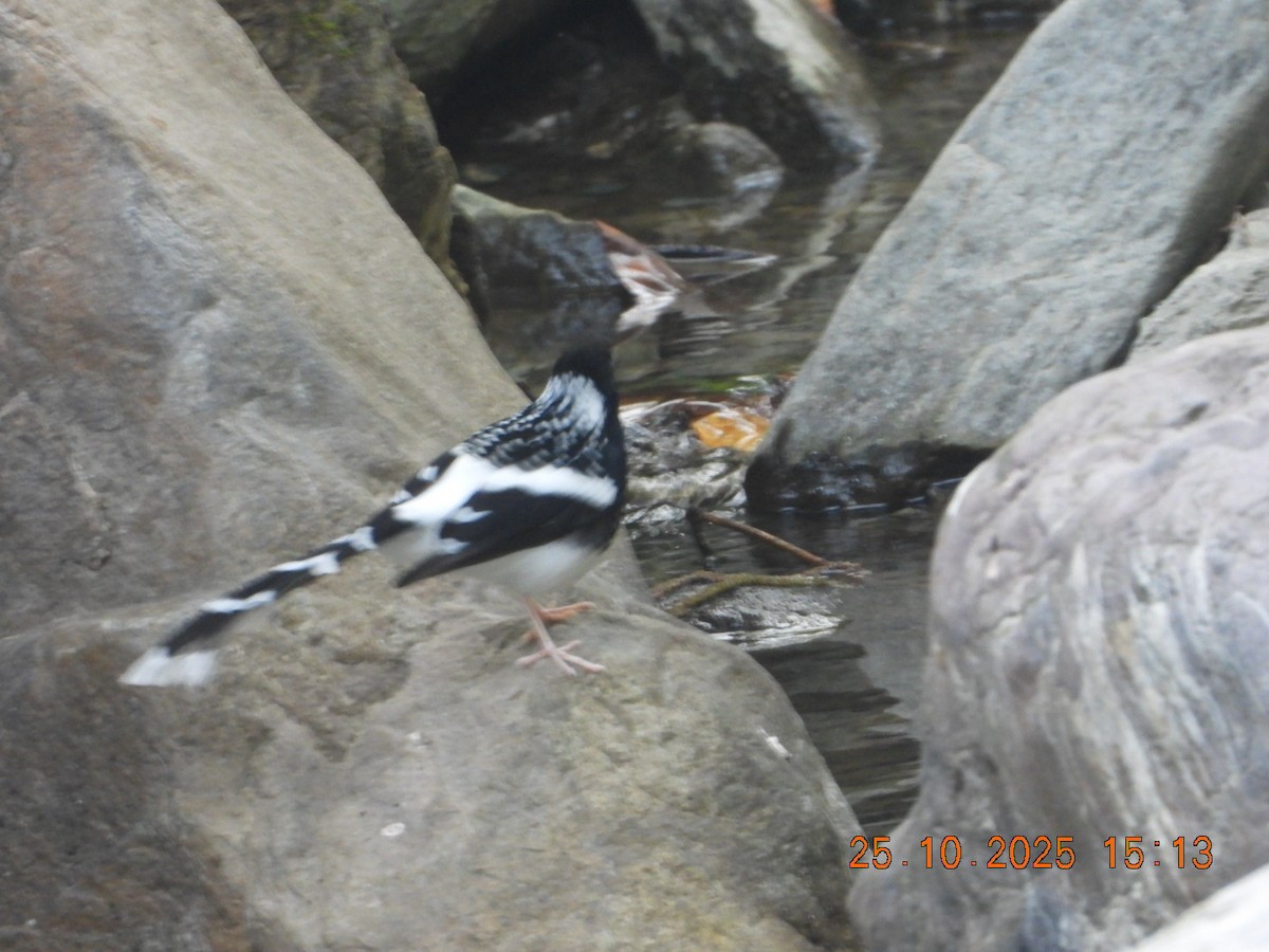 Spotted Forktail - ML644140796