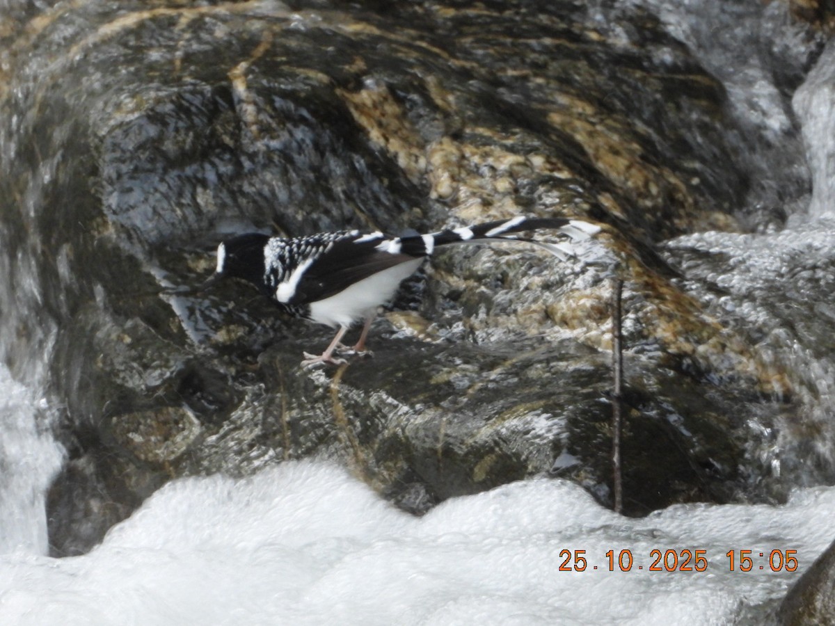 Spotted Forktail - ML644140797
