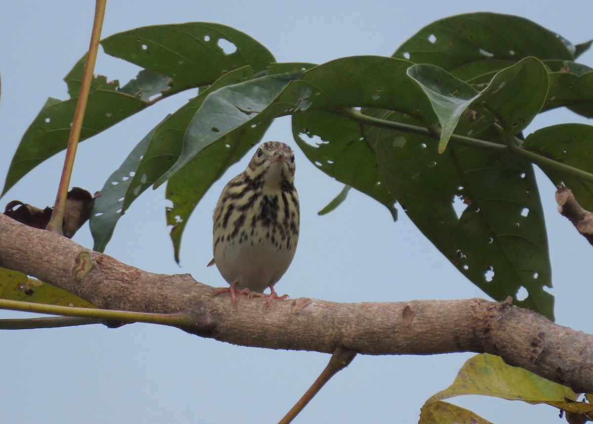 Pipit des arbres - ML644140821