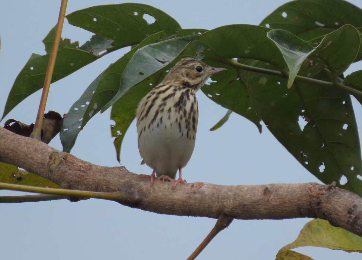 Pipit des arbres - ML644140822