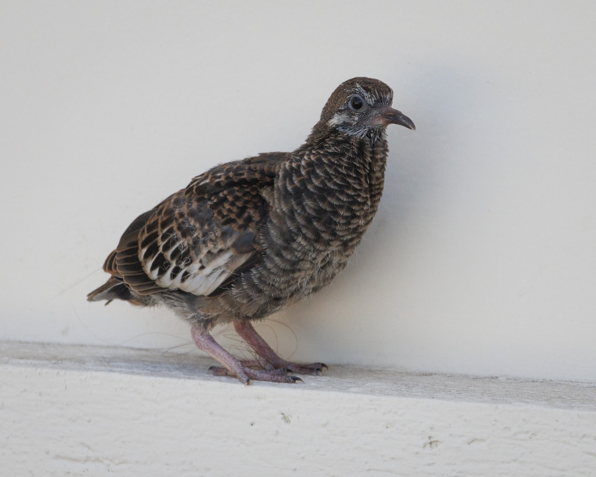 Galapagos Dove - ML644140830