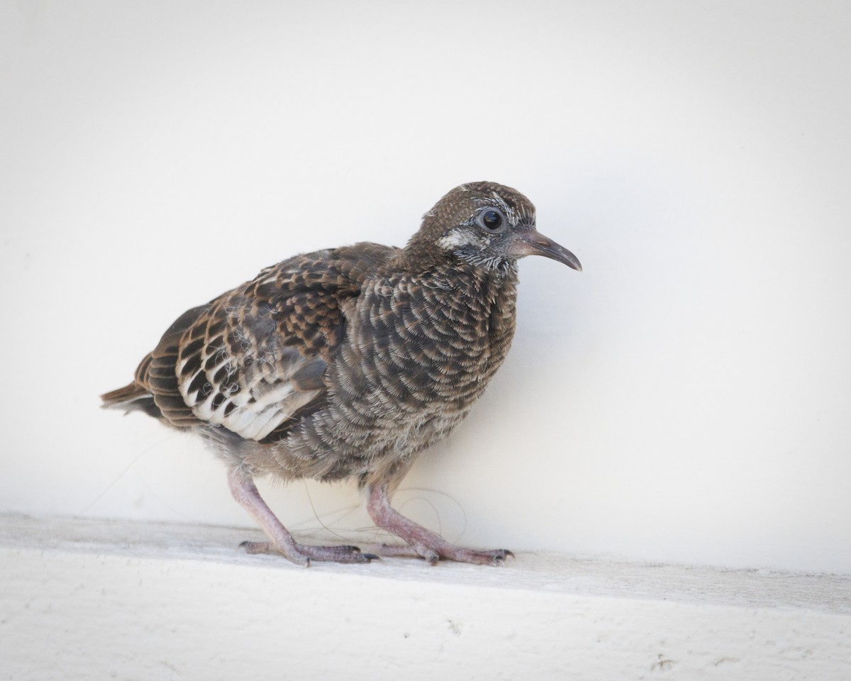 Galapagos Dove - ML644140831