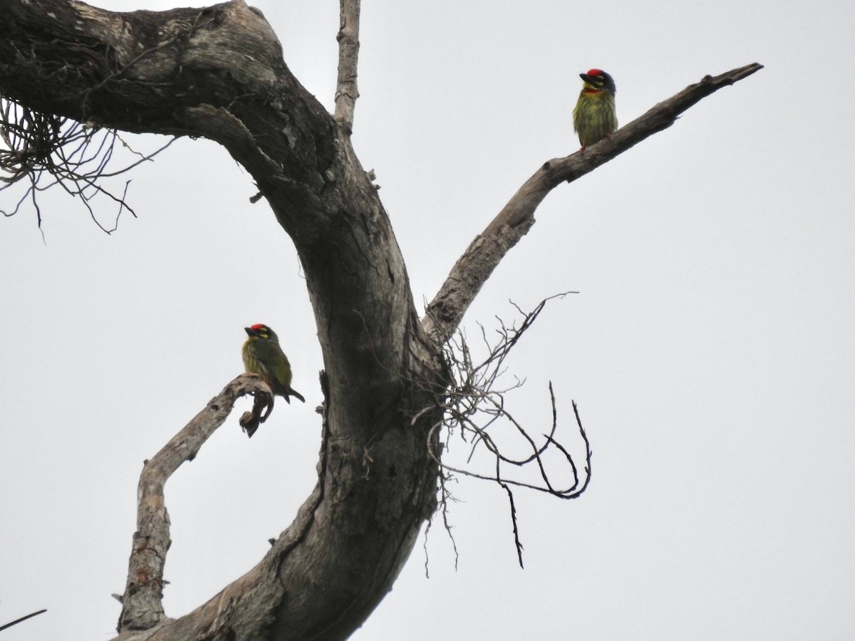 Coppersmith Barbet - ML644140848