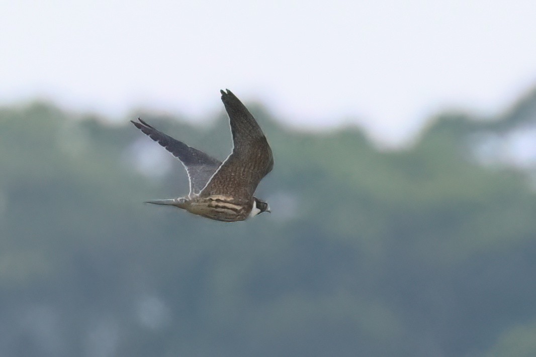 Eurasian Hobby - ML644140849