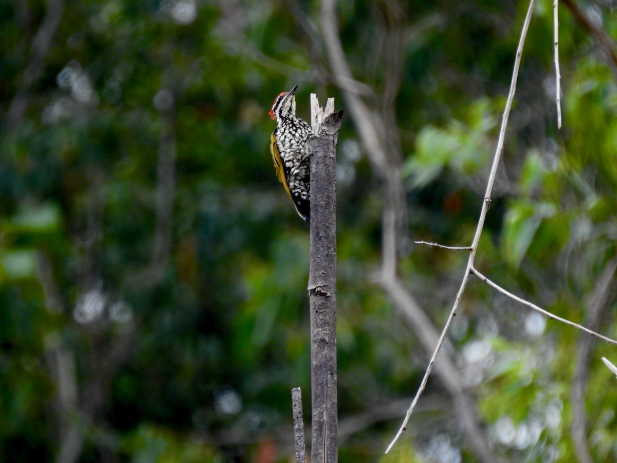 Common Flameback - ML644140875