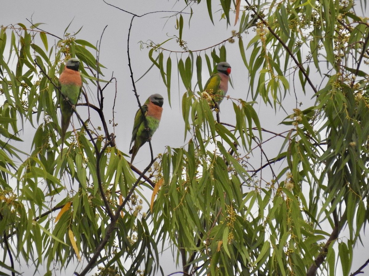 Red-breasted Parakeet - ML644140882