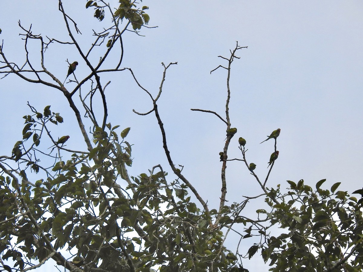 Red-breasted Parakeet - ML644140883